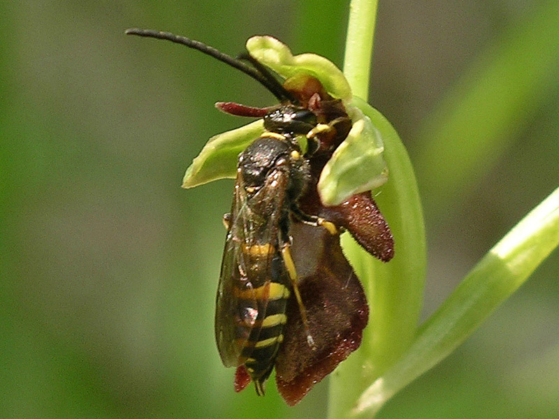 Psudocopulazione: Argogorytes mystaceus/Ophrys insectifera